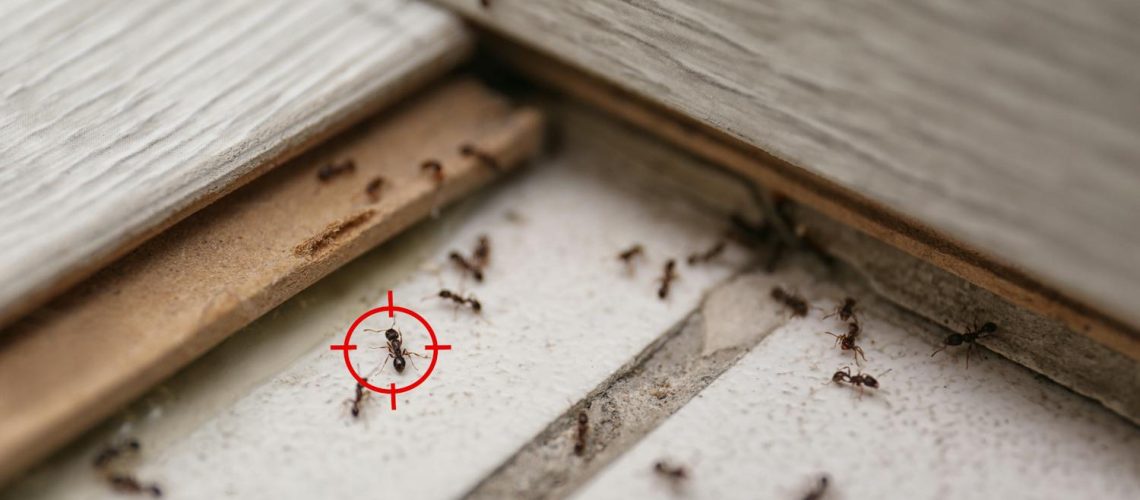 Myrmécophobie : tout savoir sur la peur panique des fourmis